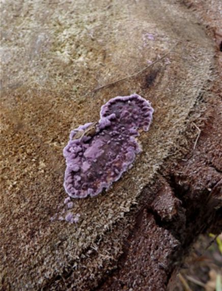 On a recently cut surface on crack willow in Basildon, Essex